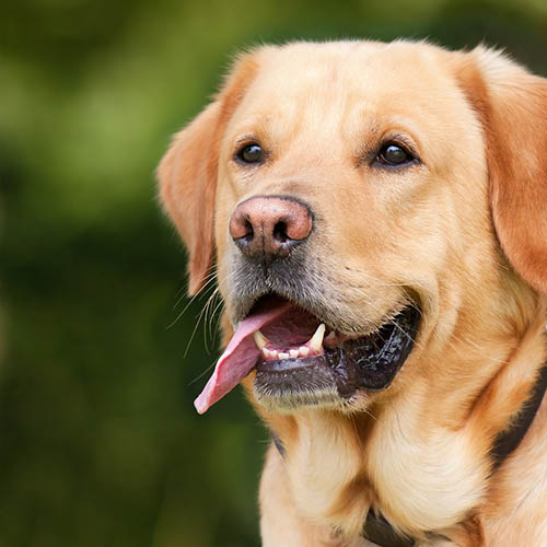  un chiot soin pharmacie Levée